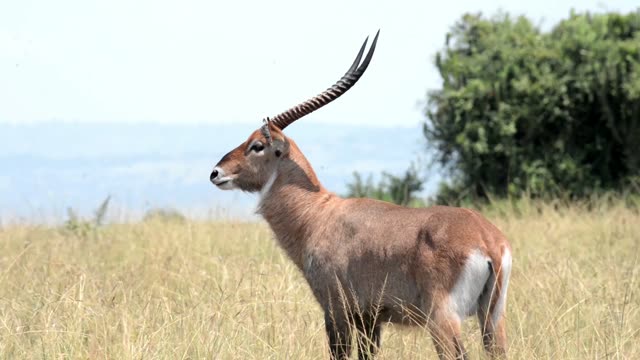 Antelope Portrait With Long Horns