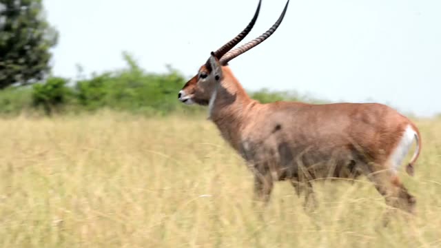Antelope Portrait With Long Horns