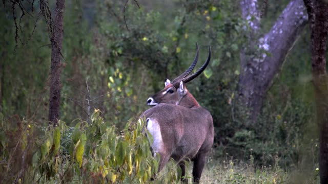 Antelope Portrait With Long Horns