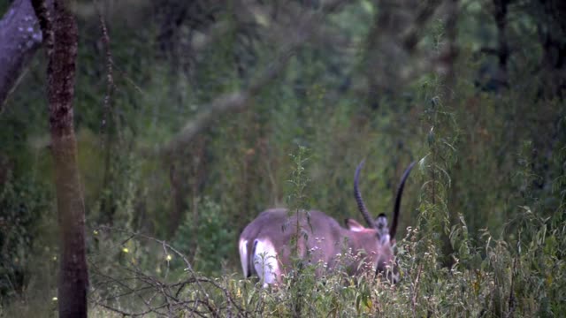 Antelope Portrait With Long Horns