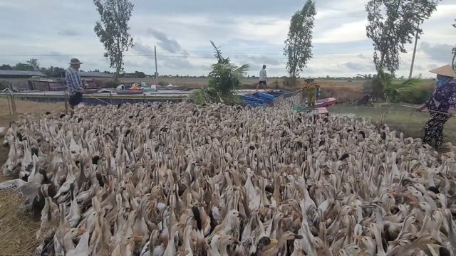 Boats On A Rural River