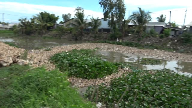Canal With Water Hyacinth