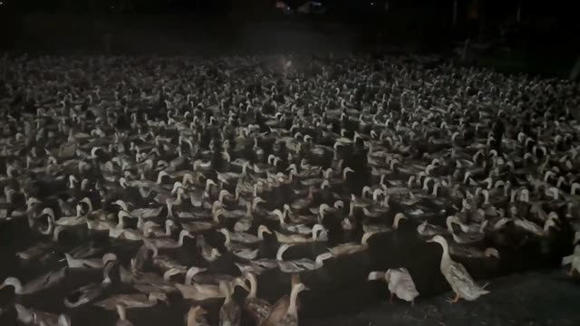 Huge Duck Flock On Water