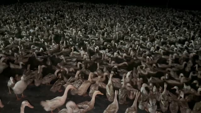 Massive Duck Herd At Dusk
