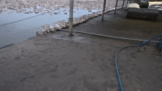 Water Hose By Duck Pond
