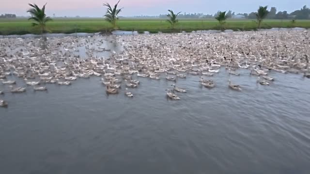 Ducks Swimming At Dawn Canal
