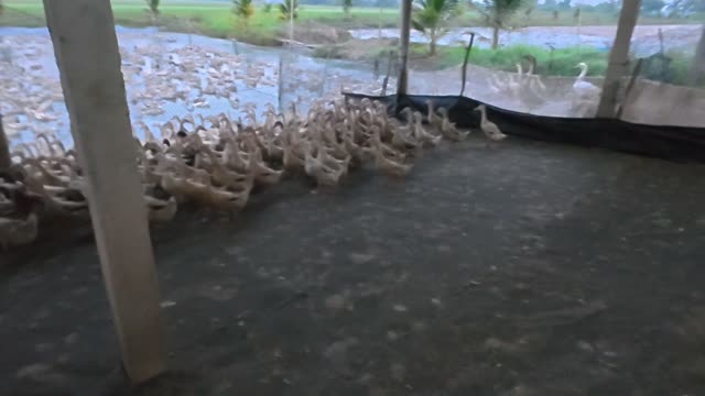 Ducks Filing Toward Pond