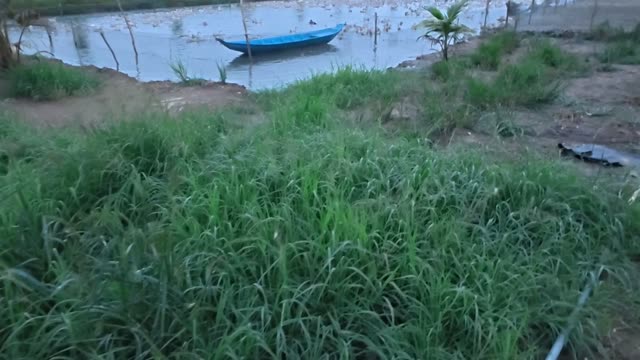 Blue Boat On Grassy Canal