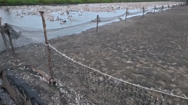 Ducks On Netted Pond