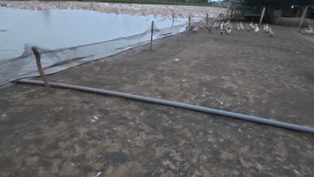 Ducks Walking Past Pond Net