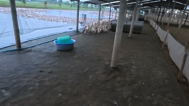 Ducks Entering Open Barn