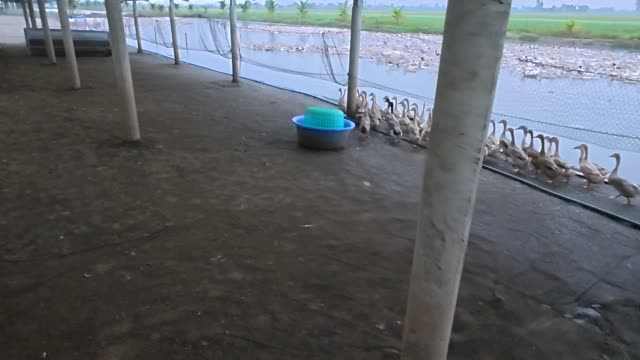 Ducks Lining Up In Barn
