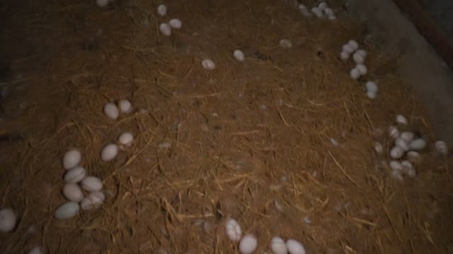 White Duck Eggs On Straw