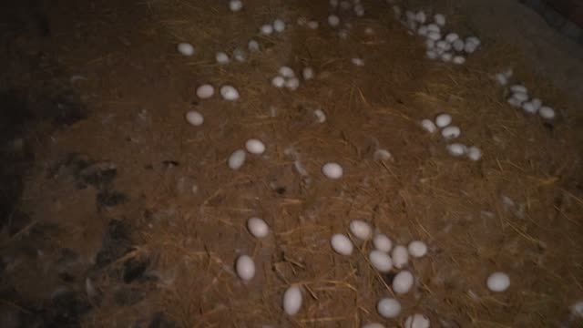 Scattered Eggs Across Barn Floor