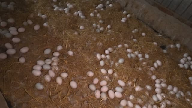 Duck Eggs Covering Straw Pen