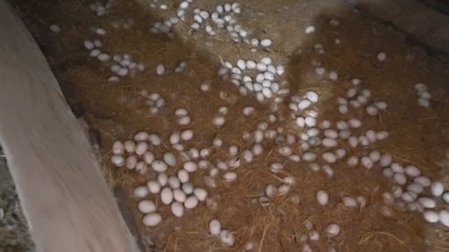 Duck Eggs Along Barn Wall