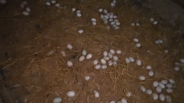 Dim Barn Full Of Eggs