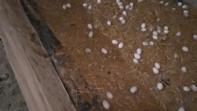 Eggs Beside Wooden Barn Beam