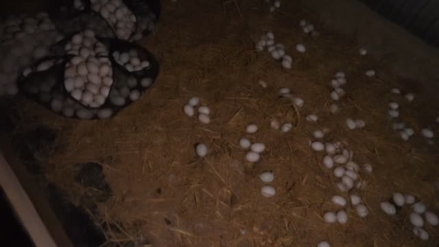 Basket Of Collected Duck Eggs