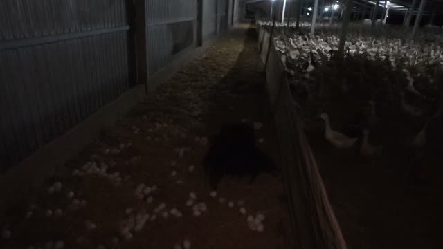 Night Barn Aisle With Ducks
