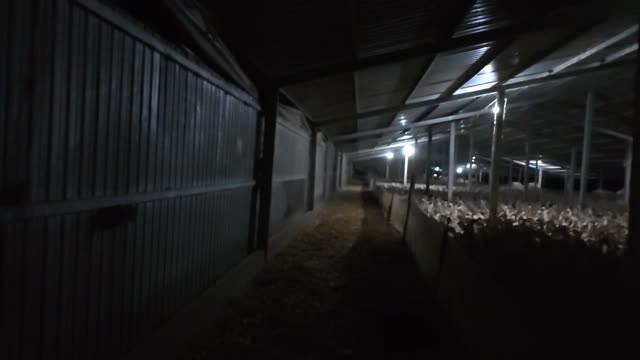 Lit Barn Corridor With Flock