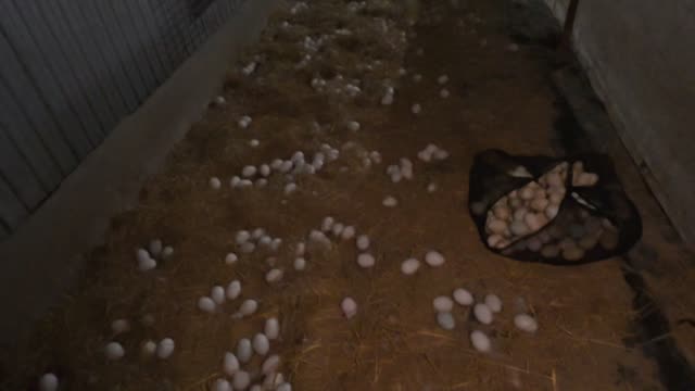 Eggs And Net Bag On Floor