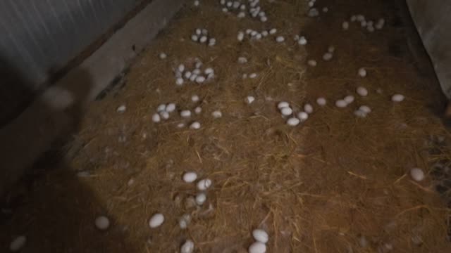 White Eggs On Barn Straw