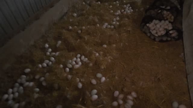 Straw Pen And Egg Basket