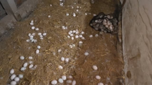 Eggs And Net Sack In Barn