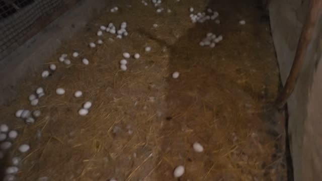 Duck Eggs On Golden Straw