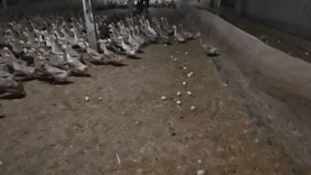 Huge Duck Flock In Pen