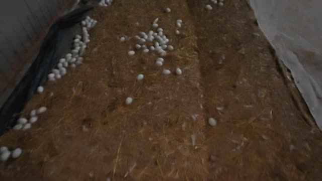 Eggs On Coir Bedding Strip