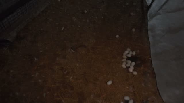 Cluster Of Eggs In Shadow