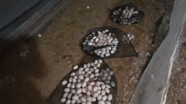 Piles Of Eggs On Nets