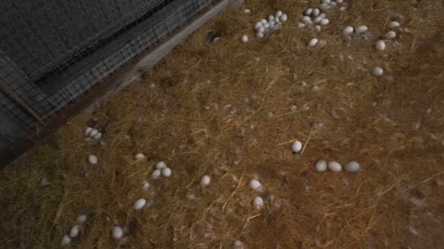 Eggs By Wire Fence Pen