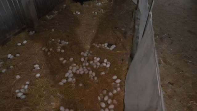 Duck Eggs Along Barn Tarp