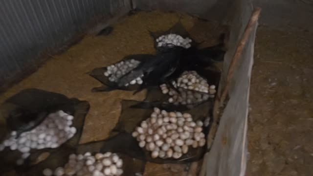 Sorted Egg Piles On Nets