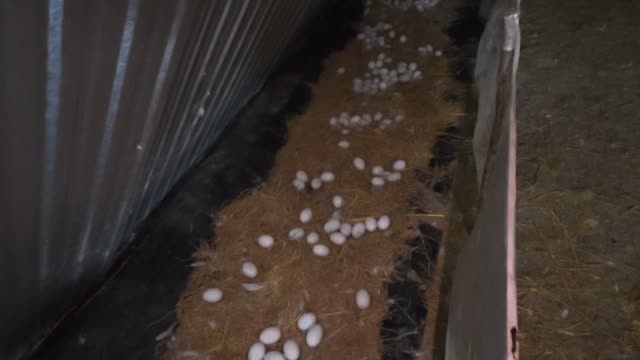 Duck Eggs Along Barn Wall