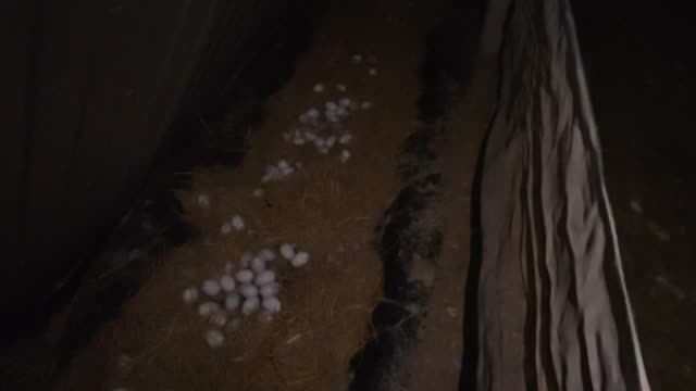Cluster Of Eggs On Straw