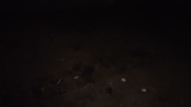 Eggs In The Dark Barn