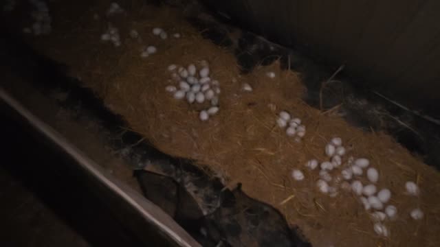 Duck Eggs On Straw Bedding