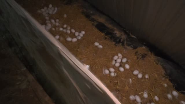Eggs Along The Pen Rail