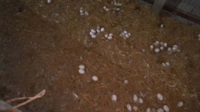 Eggs Across Barn Floor