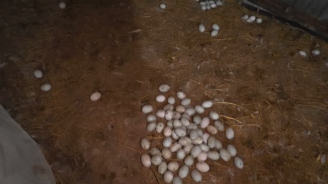 Pale Eggs On Straw Ground
