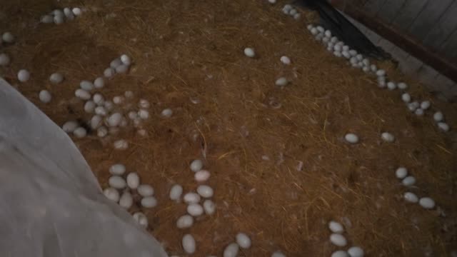 Duck Eggs Spread On Straw