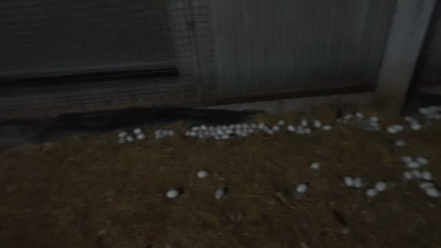 Eggs Along Dark Barn Wall