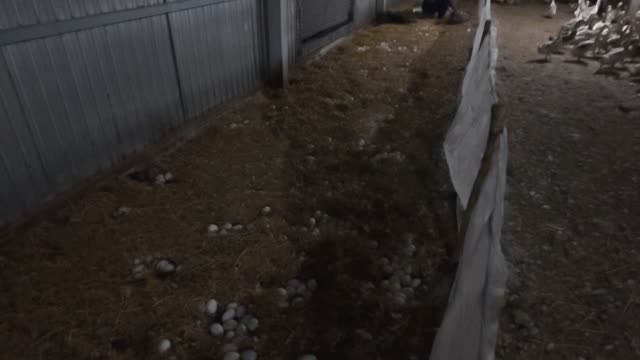 Barn Aisle With Duck Flock