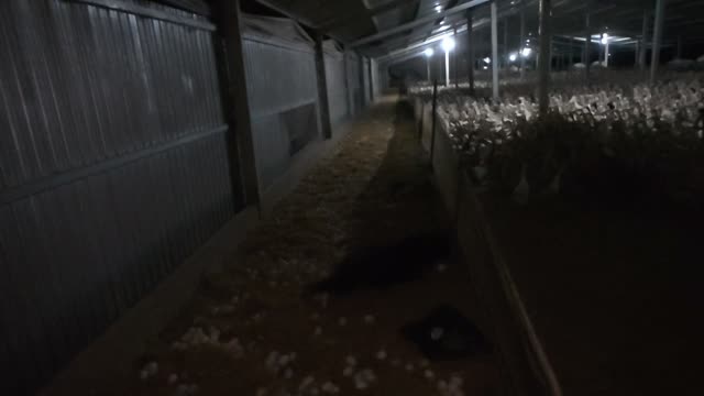 Lit Barn Aisle With Ducks