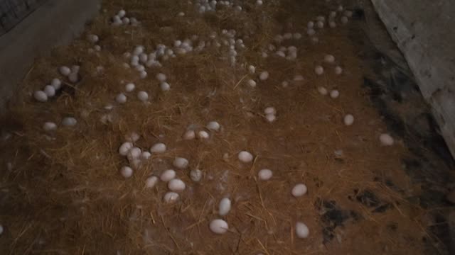 Duck Eggs Across Straw Floor