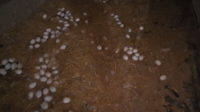 Scattered Eggs On Bedding